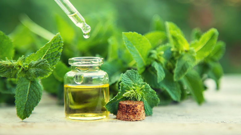 a small jar of peppermint oil 