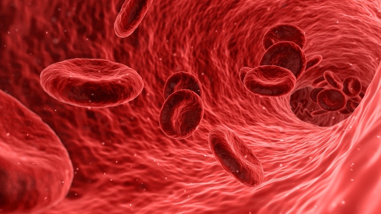 Red blood cells in artery