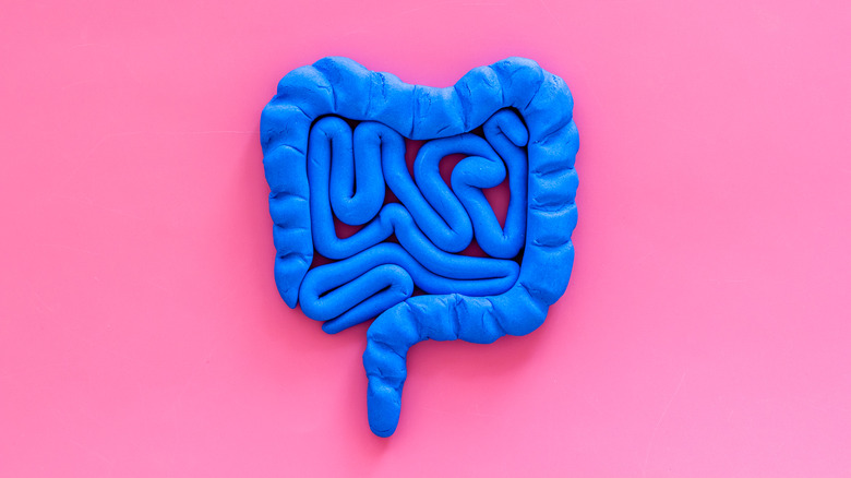 Blue intestines model on pink background