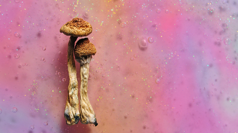 two mushrooms on a colorful background