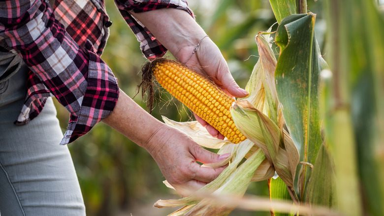 A farmer is peeling a corn on the cob in a field