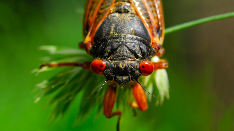 Close up of a cicada