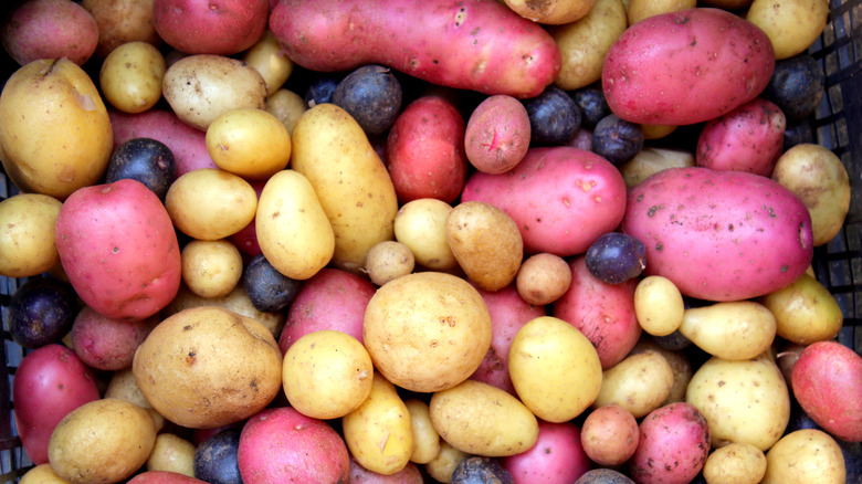 Close-up of multi-colored potatoes