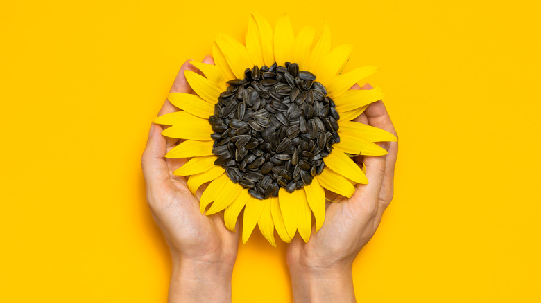 hands holding a sunflower and sunflower seeds