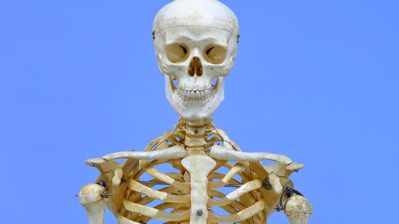 Human skeleton model on light blue background