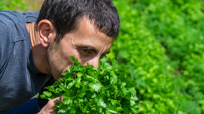 man in field smelling cilantro