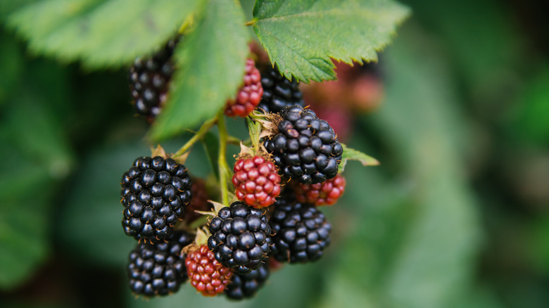 unpicked blackberries on bramble