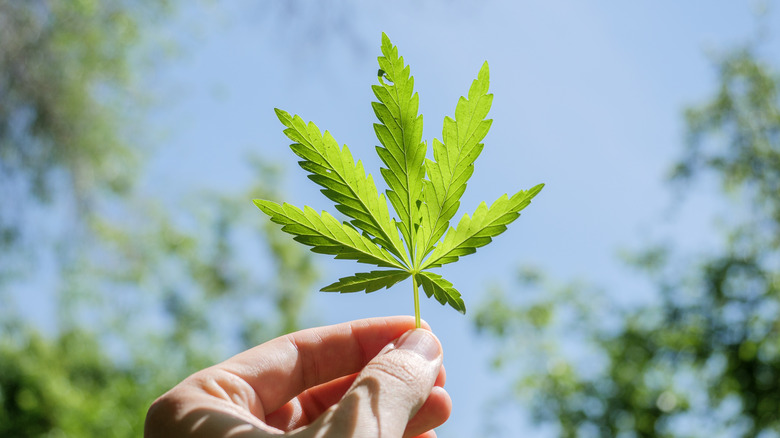 hand holding fresh marijuana leaf